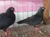 ময়নাঝাক রানিং
